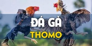 Đá gà Thomo là một loại thể thao truyền thống được tổ chức tại trường gà Thomo